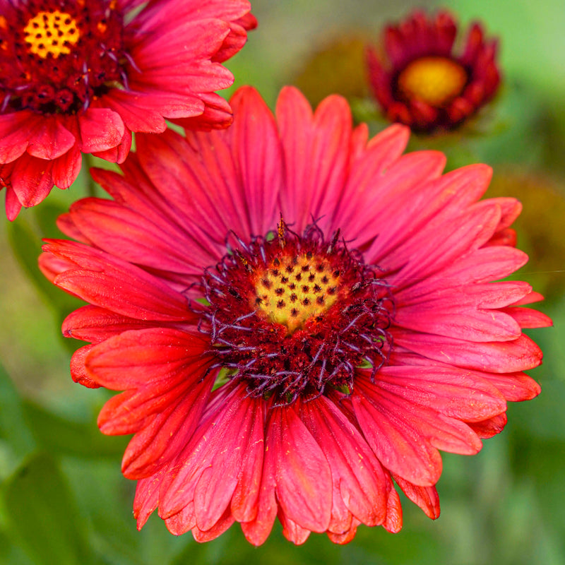 Gaillardia firewheels Seeds