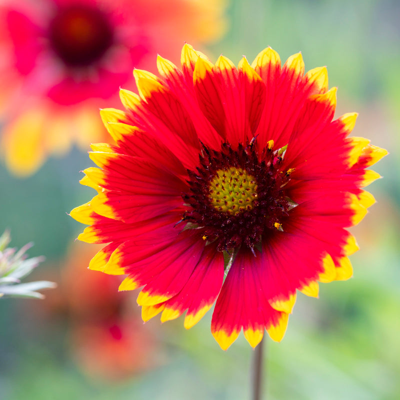 Gaillardia goblin Seeds