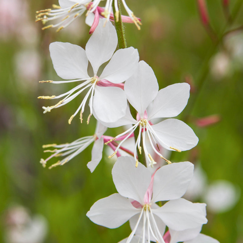 Gaura Lindheimeri - Seeds