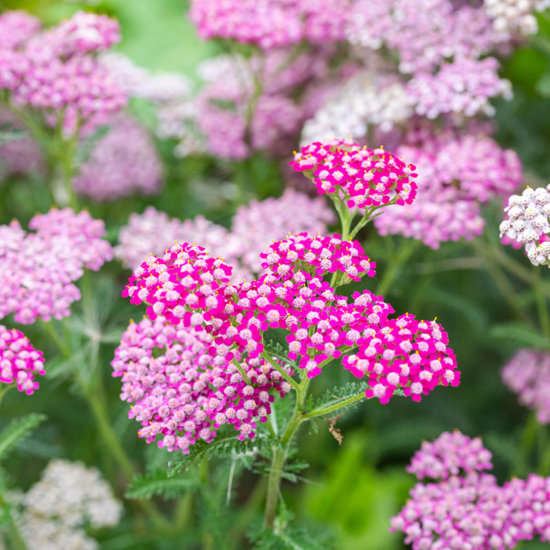 Achillea summer Berries Seeds