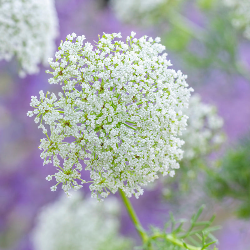 Ammi Visnaga - Bishops Weed Seeds
