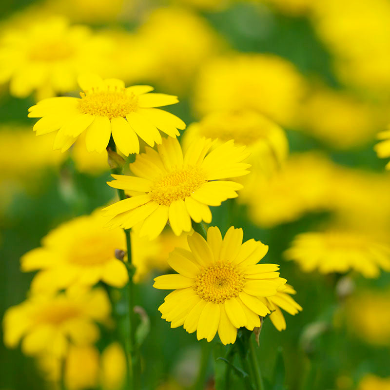 Gelbionis Segetum - Corn Marigold Seeds
