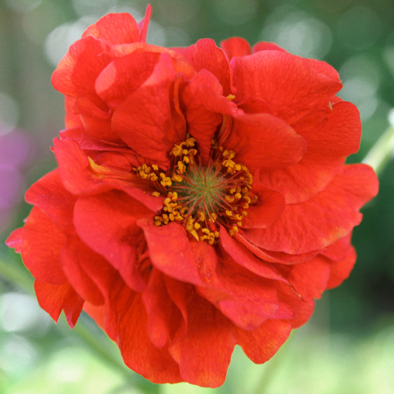 Geum mrs Bradshaw Seeds