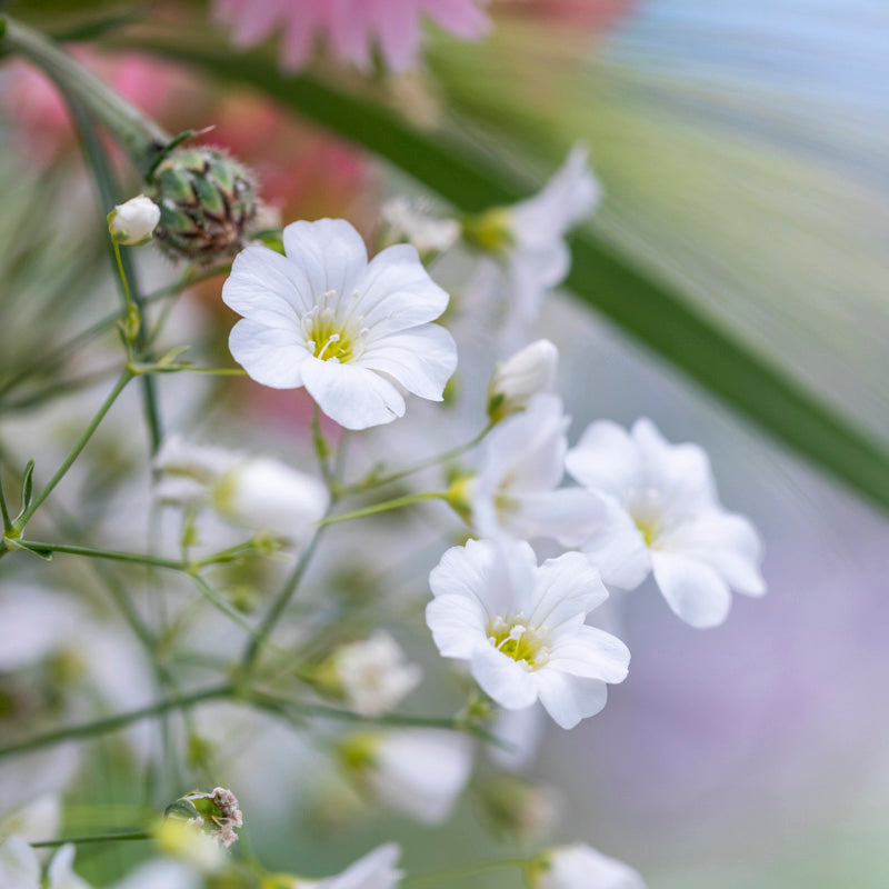 Gypsophila Elegans covent Garden Seeds