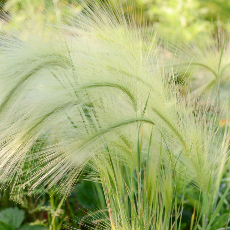 Hordeum Jubatum - Seeds
