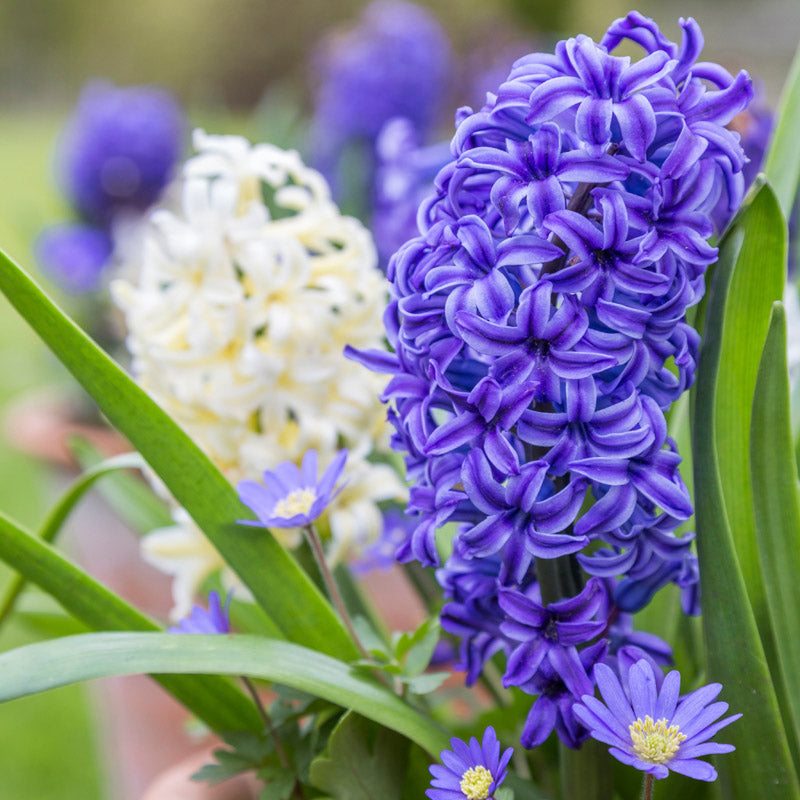 Hyacinth Orientalis delft Blue Bulbs