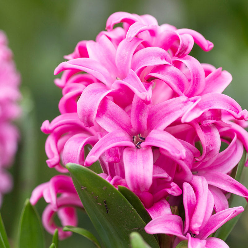 Hyacinth Orientalis pink Pearl Bulbs