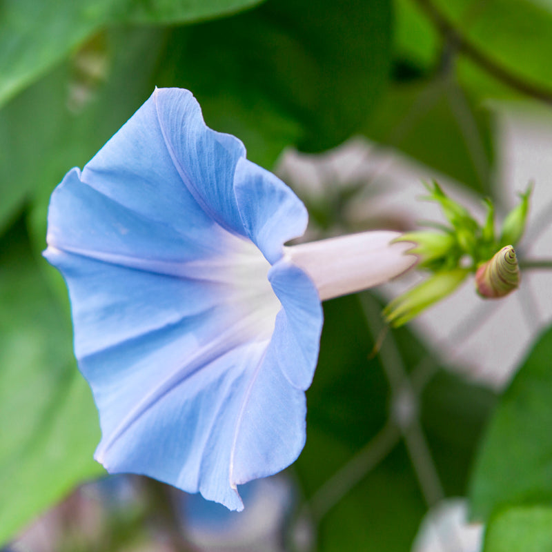 Ipomoea heavenly Blue Seeds