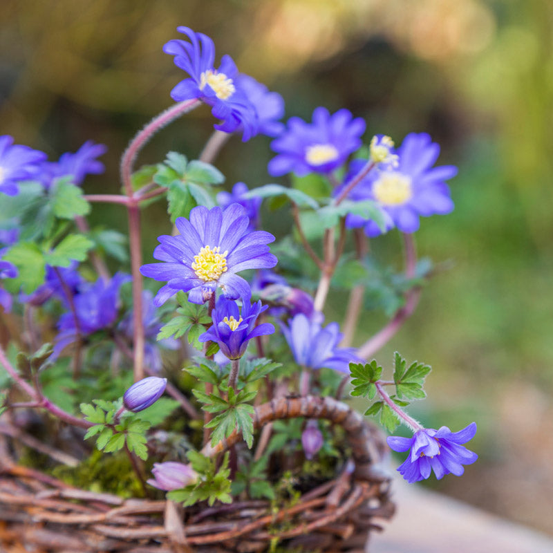 Anemone Blanda blue Shades Bulbs