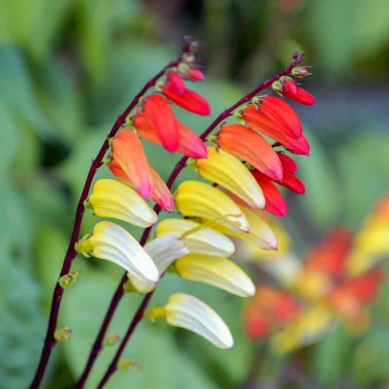 Ipomoea Lobata exotic Love (mina Lobata) Seeds