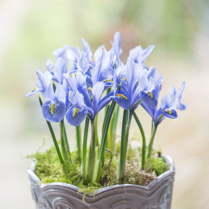 Iris Reticulata alida Bulbs