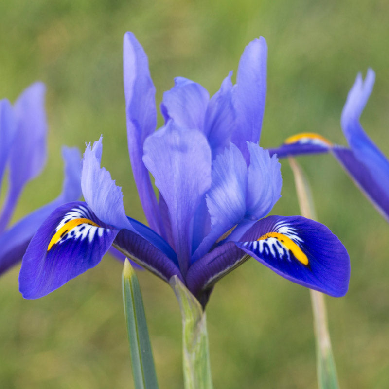 Iris Reticulata harmony Bulbs