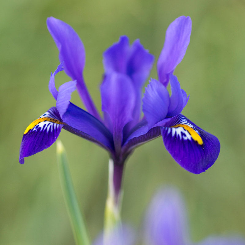 Iris Reticulata pixie Bulbs