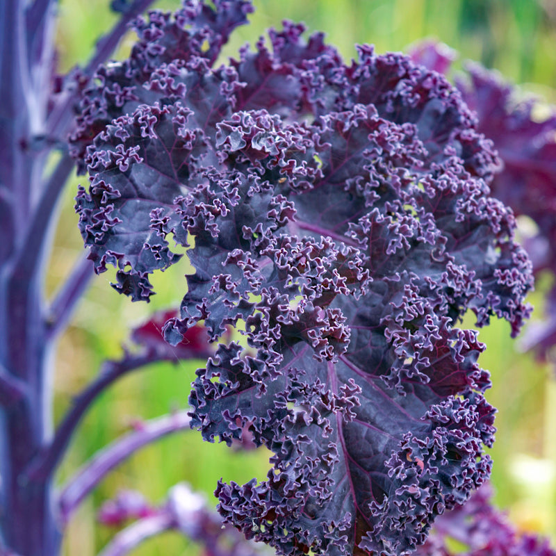Kale scarlet (borecole) Seeds