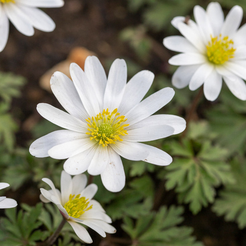 Anemone Blanda white Splendour Bulbs