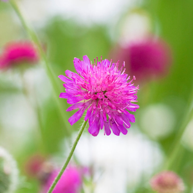 Knautia Macedonicamelton Pastels Seeds
