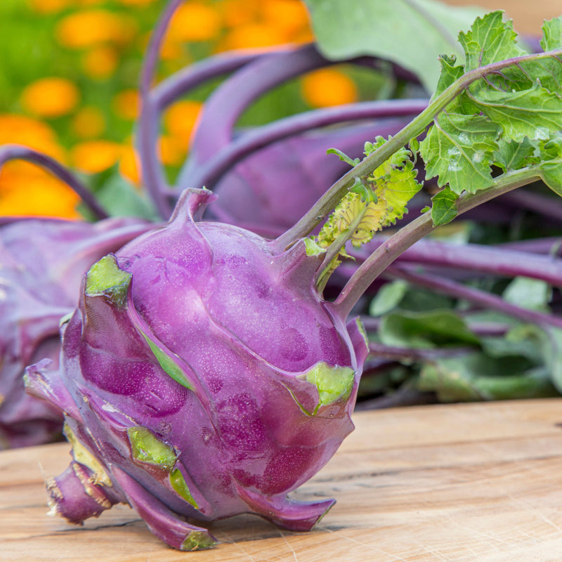 Kohl Rabi purple Delicacy Seeds