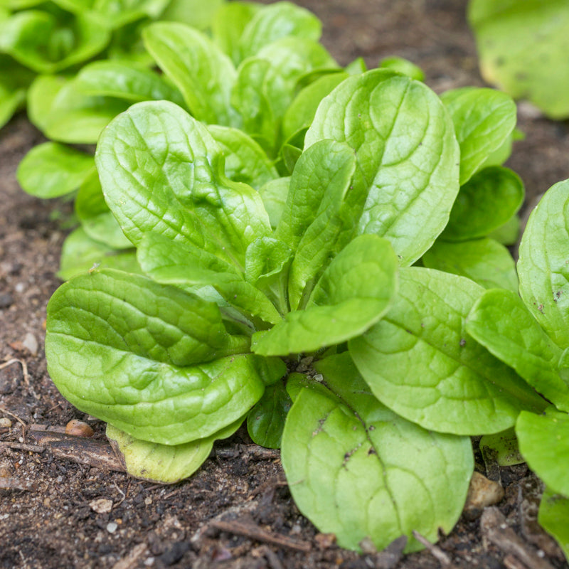 Lambs Lettuce vision Seeds
