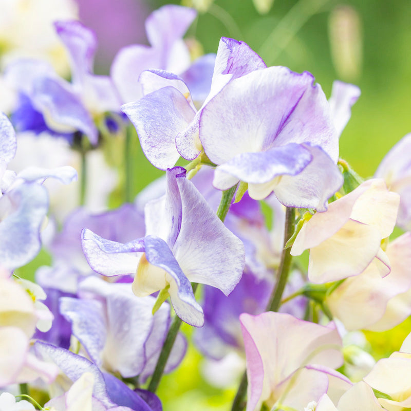 Lathyrus blue Ripple Seeds