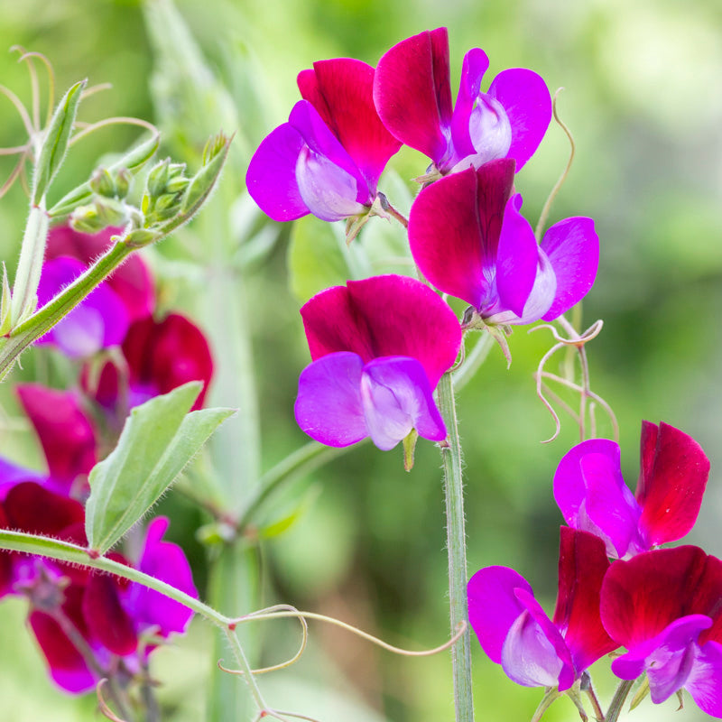 Lathyrus matucana (sweet Peas) Seeds