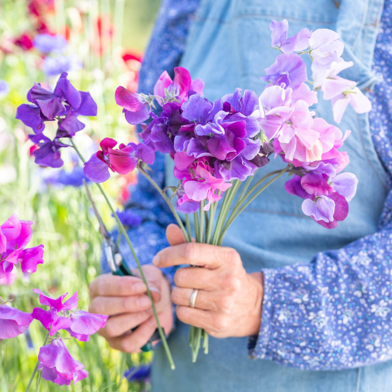 Lathyrus midnight Blues Seeds