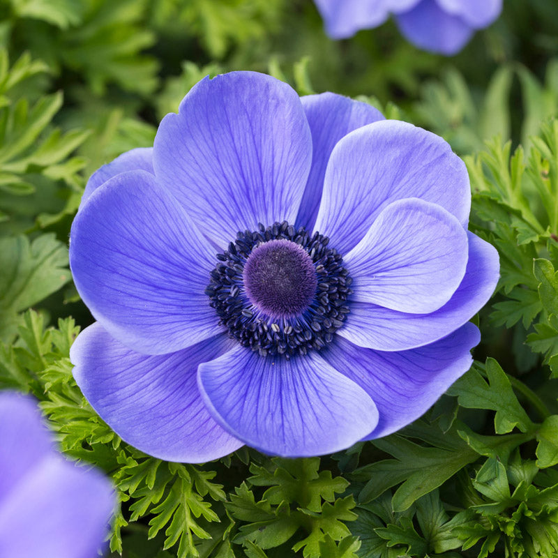 Anemone Coronaria mr Fokker Bulbs