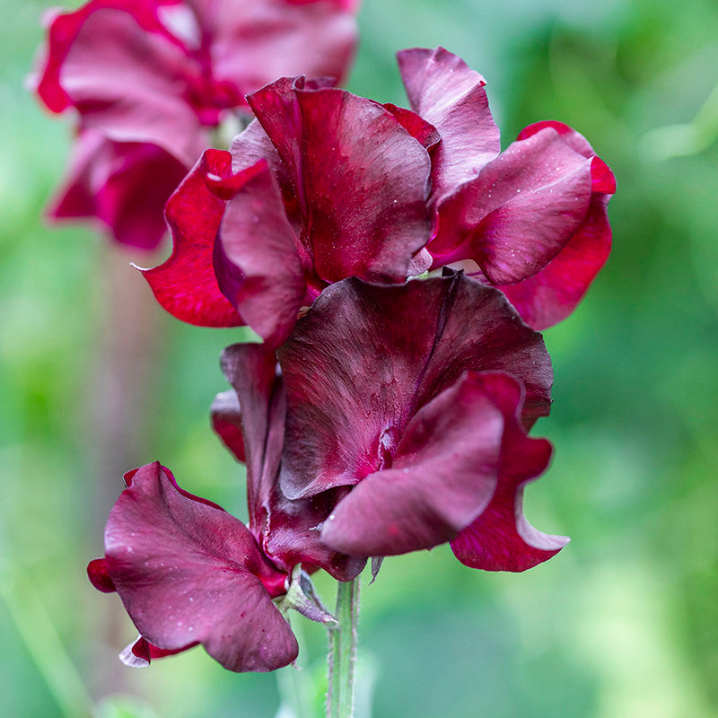 Lathyrus windsor (sweet Peas) Seeds
