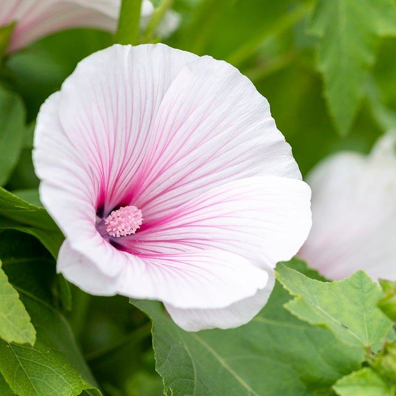 Lavatera dwarf Pink Blush Seeds