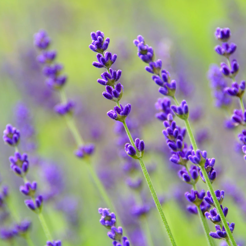 Lavender hidcote Seeds