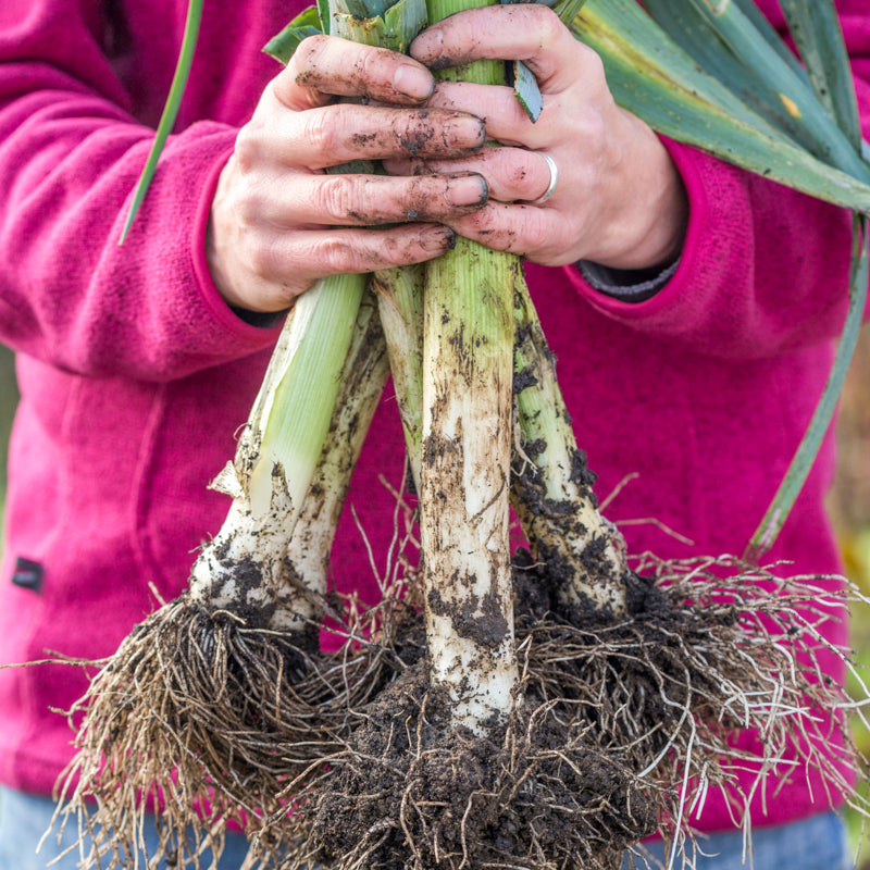 Leek musselburgh Seeds