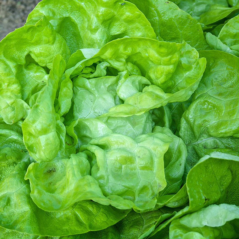 Lettuce all The Year Round Seeds
