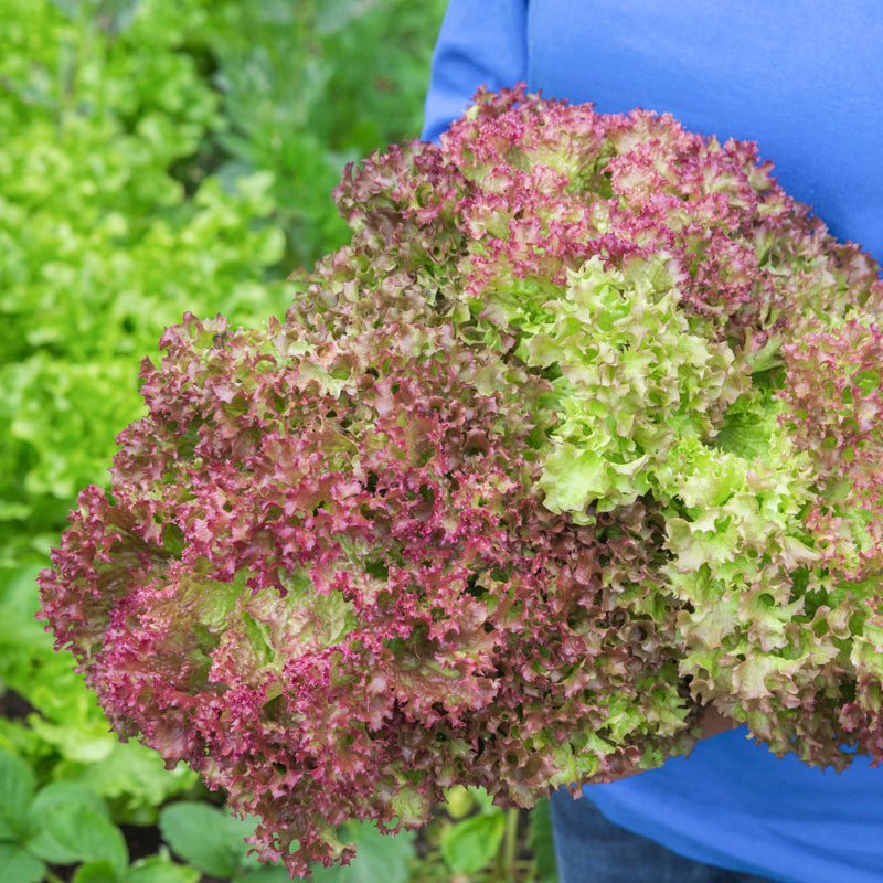 Lettuce lollo Rossa Seeds