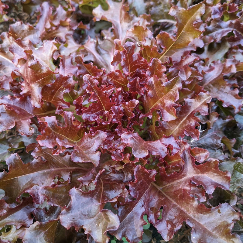 Lettuce salad Bowl Red Seeds