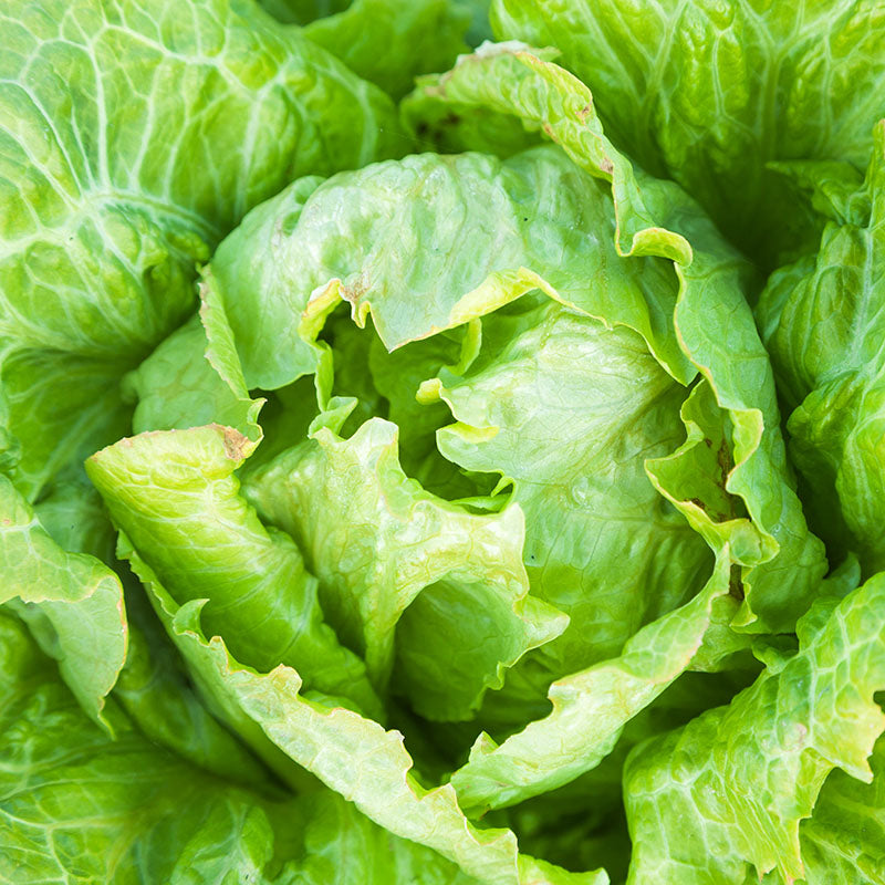 Lettuce webbs Wonderful Seeds