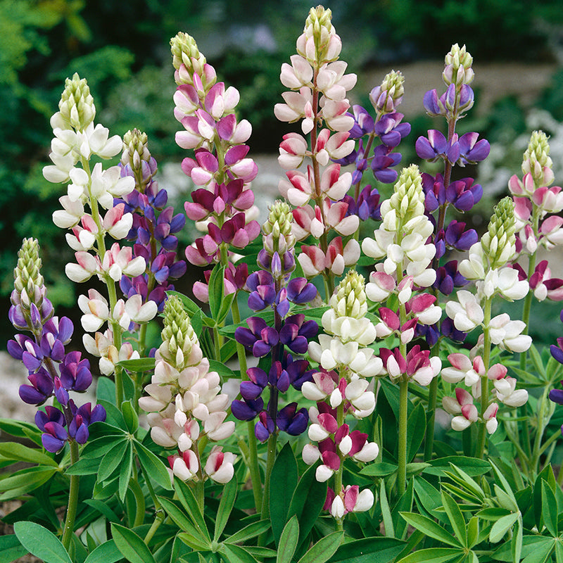Lupinus Mexicanus pixie Delight Seeds
