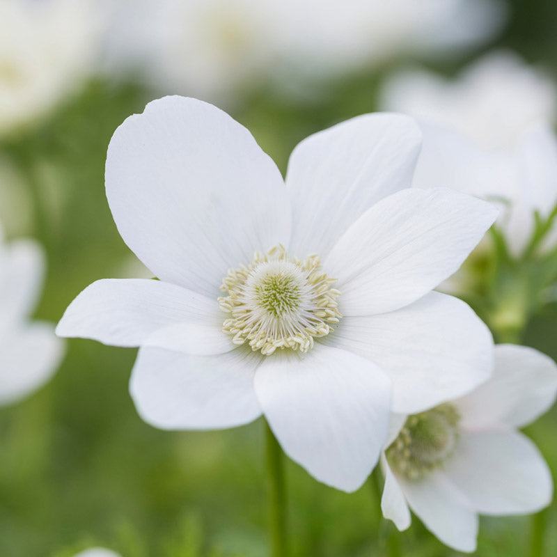 Anemone Coronaria the Bride Bulbs