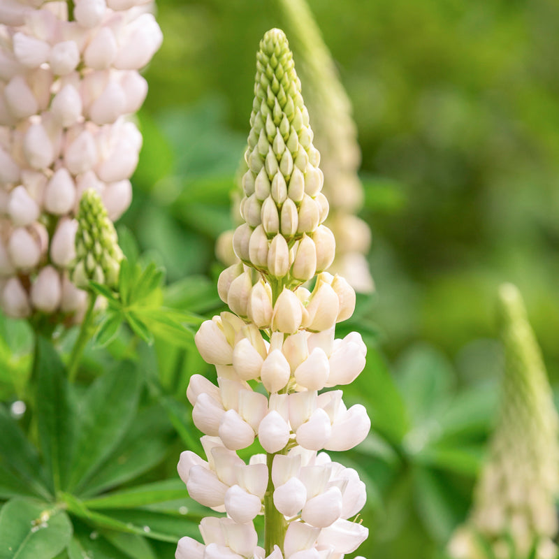 Lupinus noble Maiden Seeds