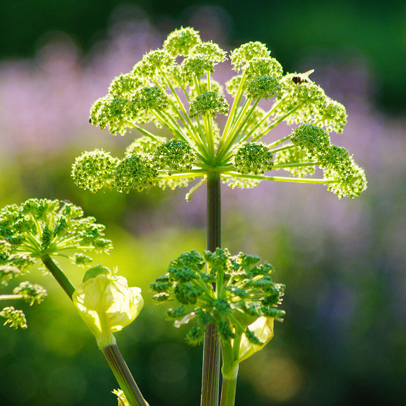 Angelica Archangelica Seeds