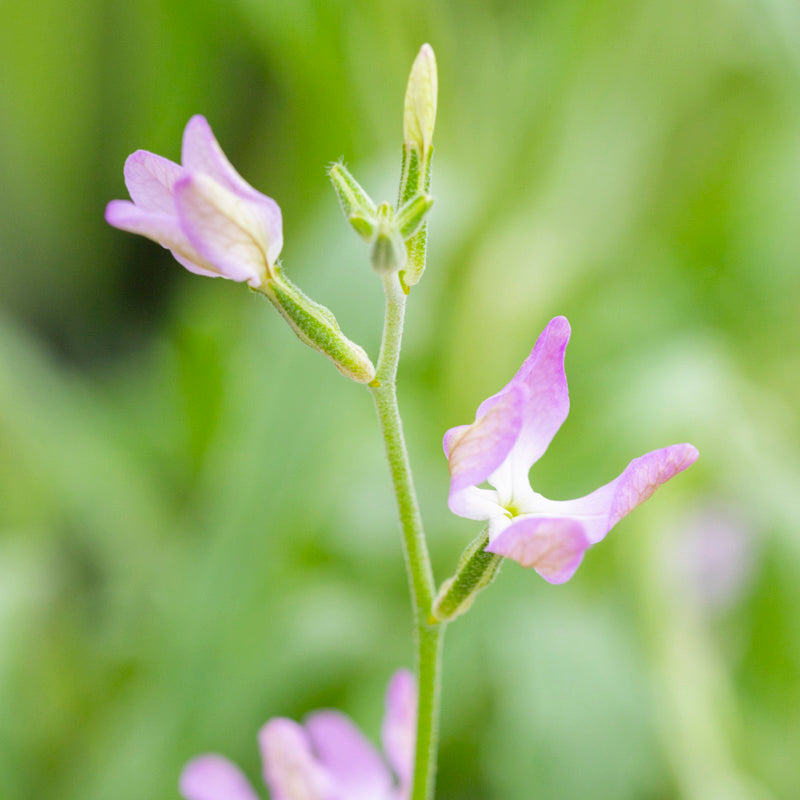 Matthiola Bicornis - Seeds
