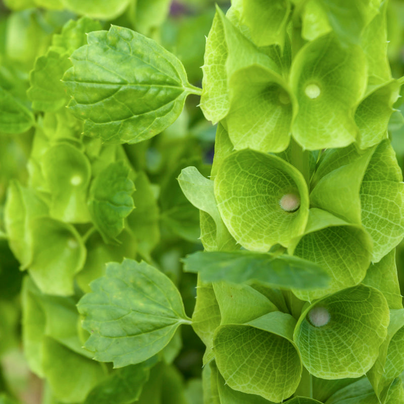 Moluccella Laevis - Seeds
