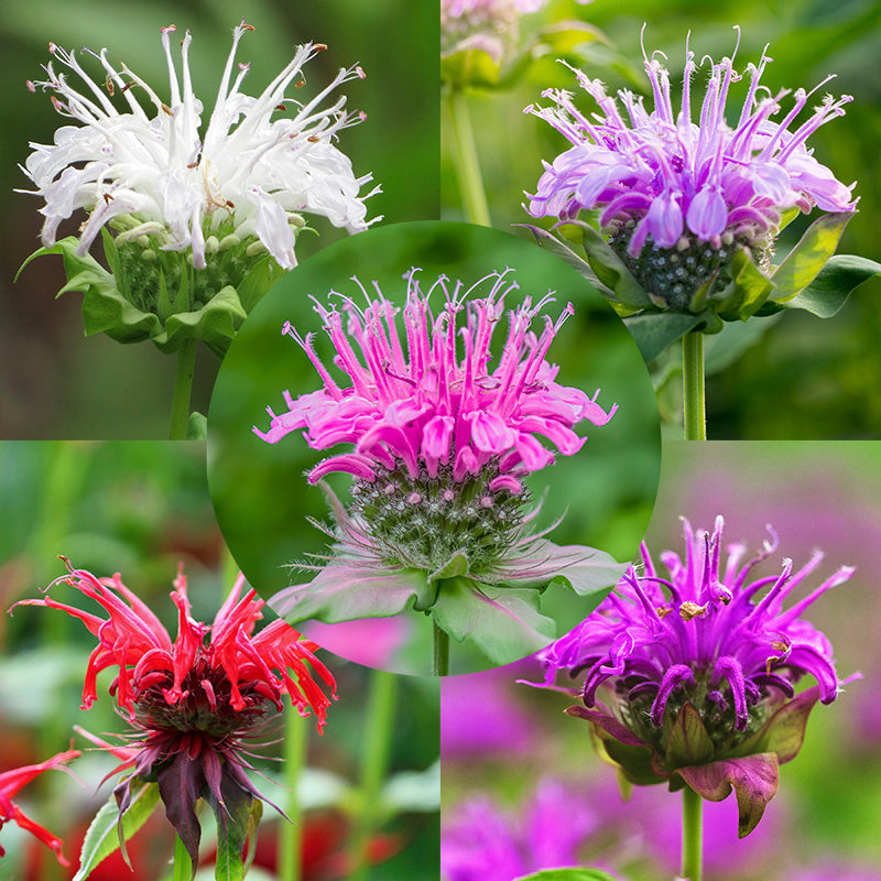 Monarda Didyma milano Mix Seeds