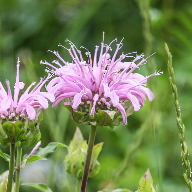 Monarda Fistulosa - Seeds