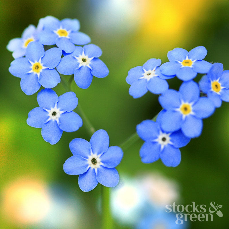 Myosotis indigo Blue - Alpine Forget-me-not Seeds