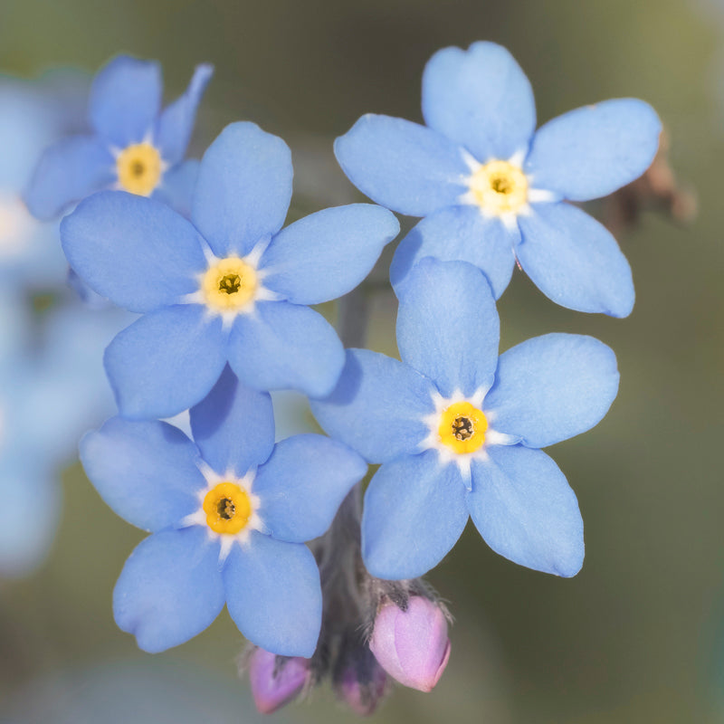 Myosotis light Blue Seeds