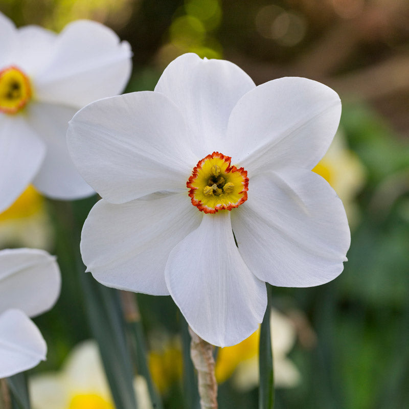 Narcissus Actaea Bulbs