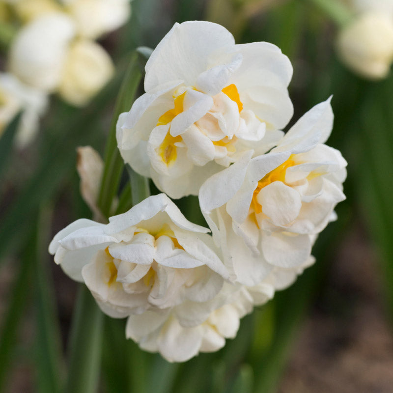 Narcissus bridal Crown Bulbs