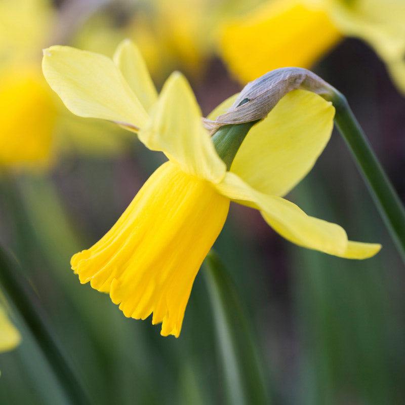 Narcissus february Gold Bulbs