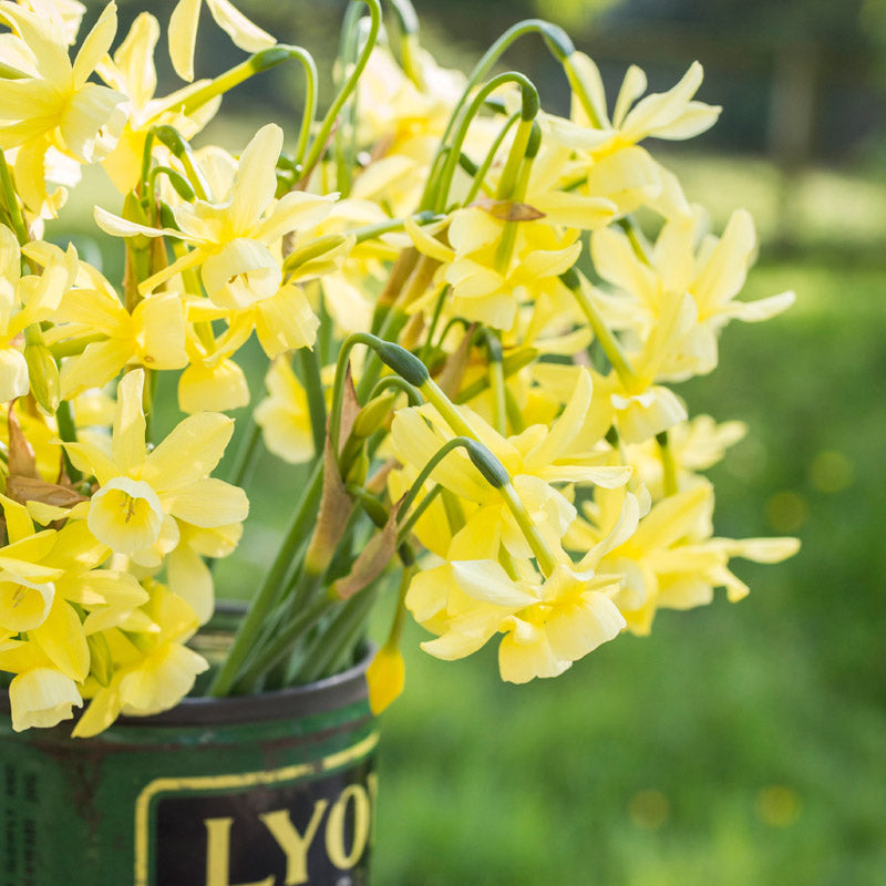Narcissus hawera Bulbs