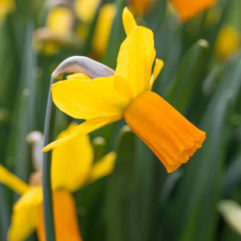 Narcissus jetfire Bulbs