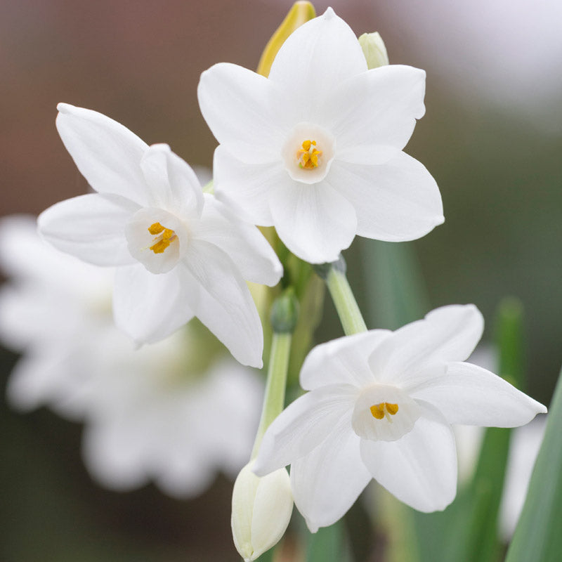 Narcissus paperwhite Bulbs